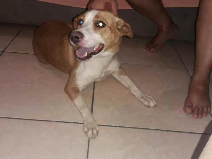 Cachorro ra a Indefinida  idade 1 ano nome Mel