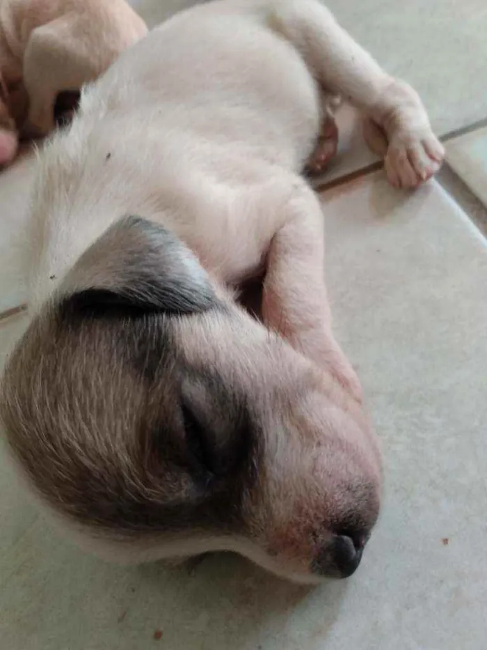 Cachorro ra a Fox paulistinha  idade Abaixo de 2 meses nome Ninas