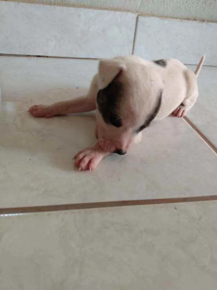 Cachorro ra a Fox paulistinha  idade Abaixo de 2 meses nome Ninas