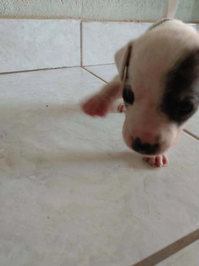 Cachorro ra a Fox paulistinha  idade Abaixo de 2 meses nome Ninas