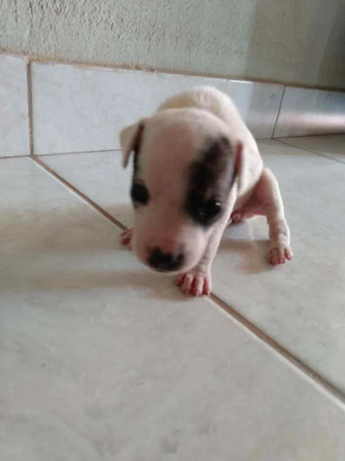 Cachorro ra a Fox paulistinha  idade Abaixo de 2 meses nome Ninas