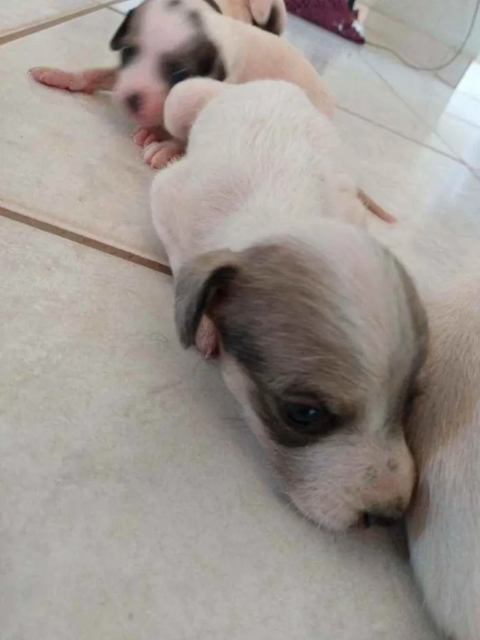 Cachorro ra a Fox paulistinha  idade Abaixo de 2 meses nome Ninas