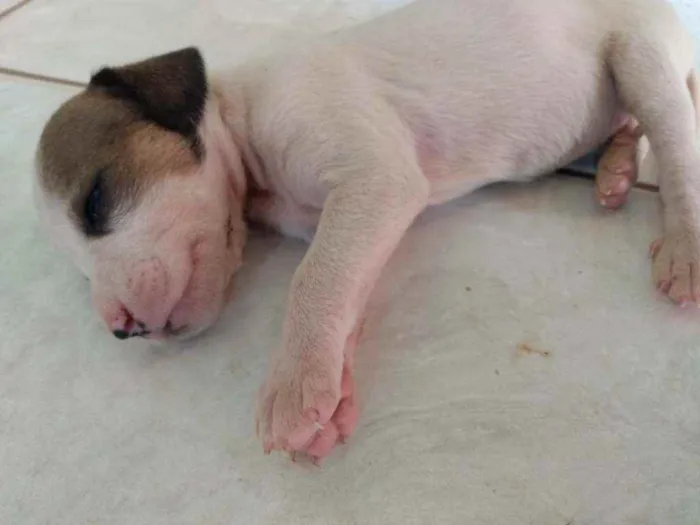 Cachorro ra a Fox paulistinha  idade Abaixo de 2 meses nome Ninas