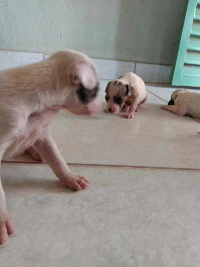 Cachorro ra a Fox paulistinha  idade Abaixo de 2 meses nome Ninas
