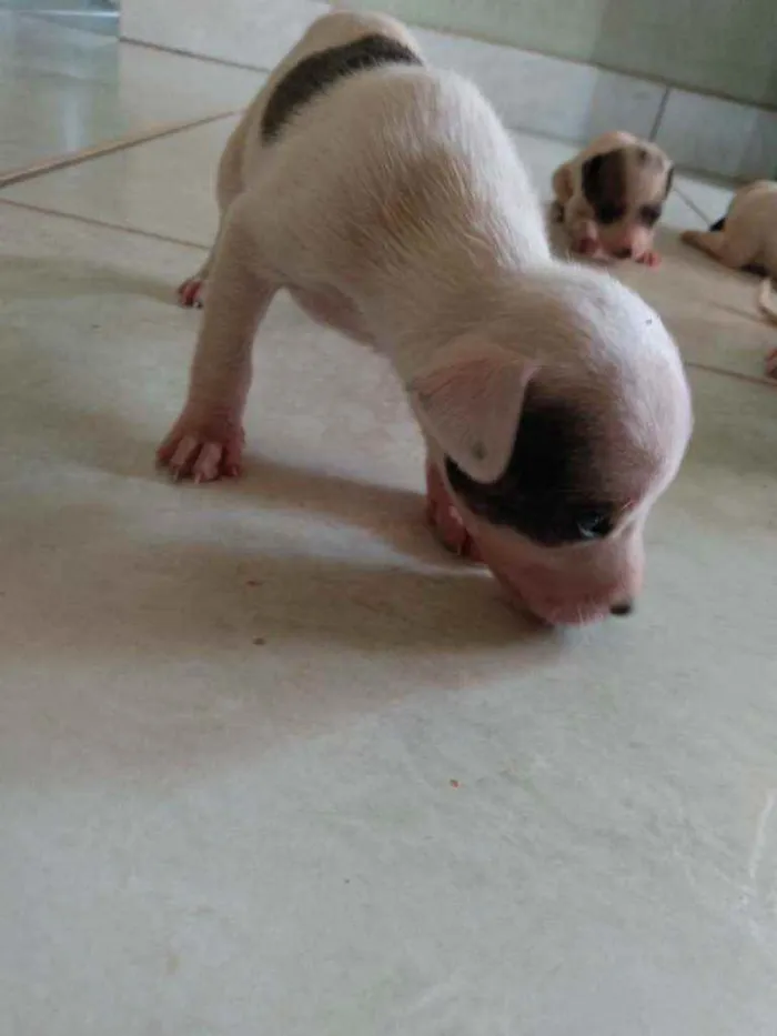 Cachorro ra a Fox paulistinha  idade Abaixo de 2 meses nome Ninas