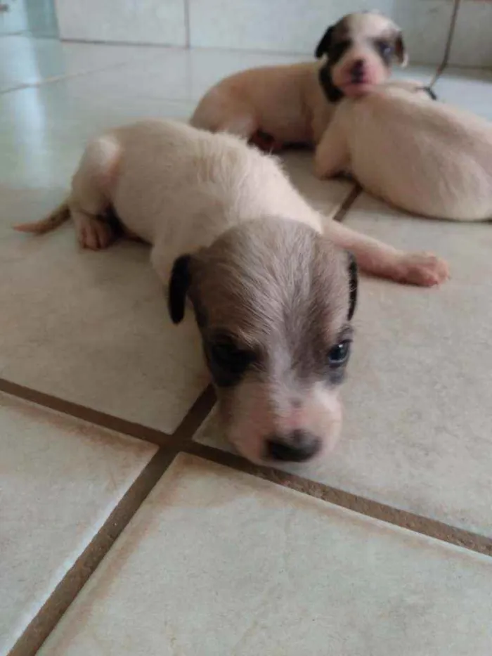 Cachorro ra a Fox paulistinha  idade Abaixo de 2 meses nome Ninas