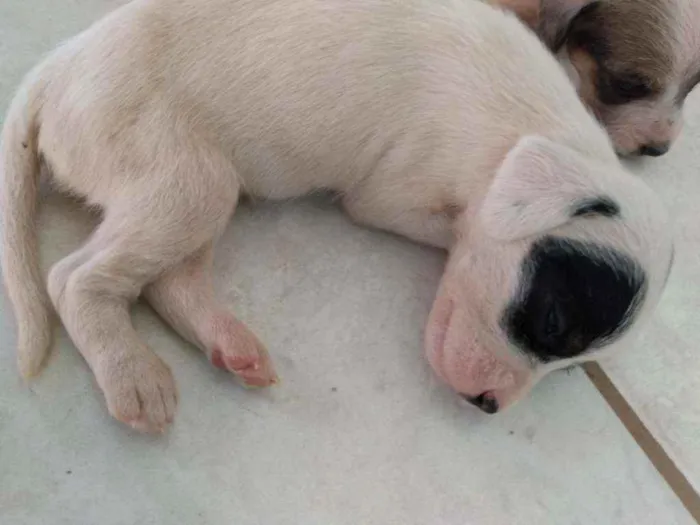 Cachorro ra a Fox paulistinha  idade Abaixo de 2 meses nome Ninas