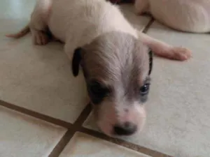 Cachorro raça Fox paulistinha  idade Abaixo de 2 meses nome Ninas