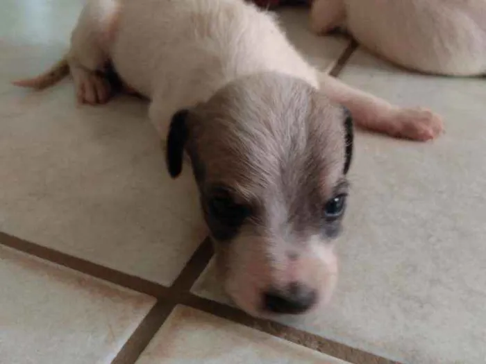 Cachorro ra a Fox paulistinha  idade Abaixo de 2 meses nome Ninas
