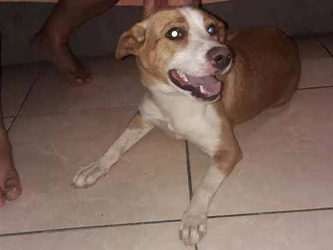 Cachorro ra a Indefinida  idade 1 ano nome Mel