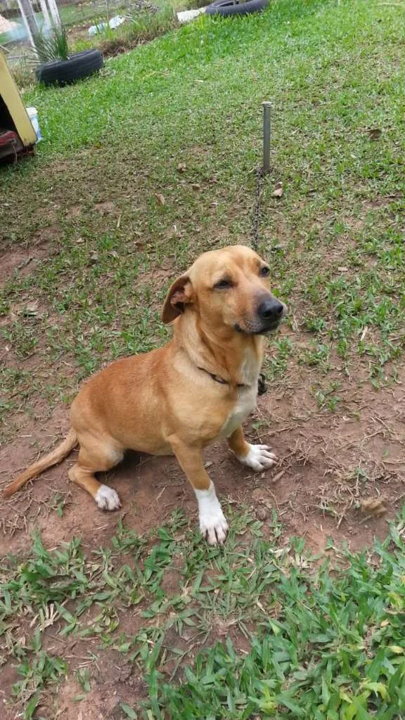 Cachorro ra a SRD idade 2 anos nome BOLINHA