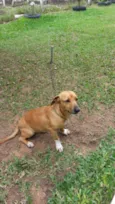 BOLINHA