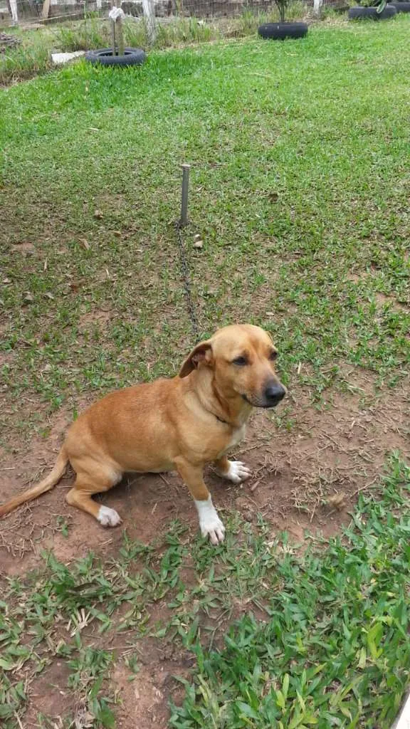 Cachorro ra a SRD idade 2 anos nome BOLINHA