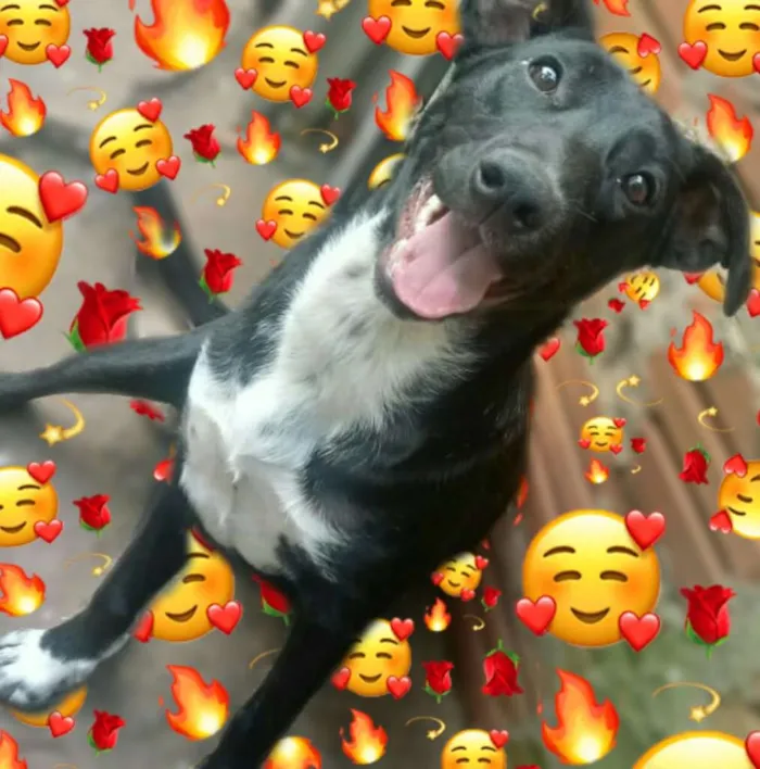 Cachorro ra a SRD idade 2 anos nome PRETA/ATILA