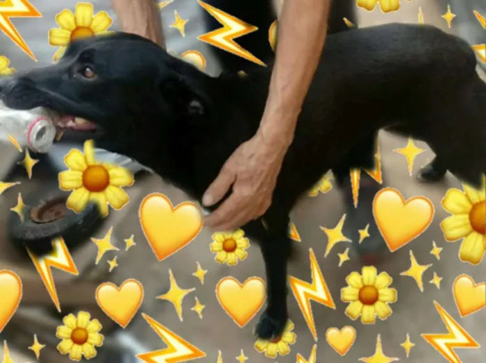 Cachorro ra a SRD idade 2 anos nome PRETA/ATILA