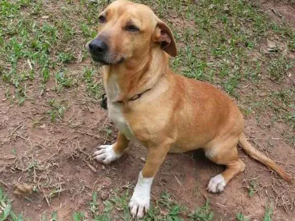 Cachorro ra a SRD idade 2 anos nome BOLINHA