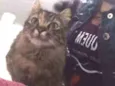 Mel