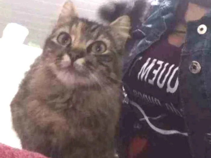 Gato ra a Srd idade 7 a 11 meses nome Mel