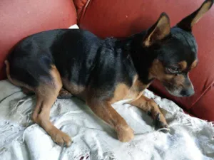 Cachorro raça Não sei  idade 5 anos nome Pretinho