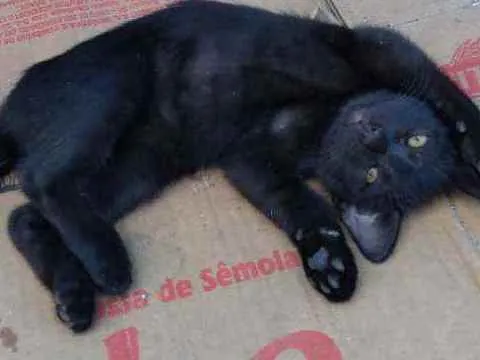 Gato ra a  idade 2 a 6 meses nome Ainda sem nome