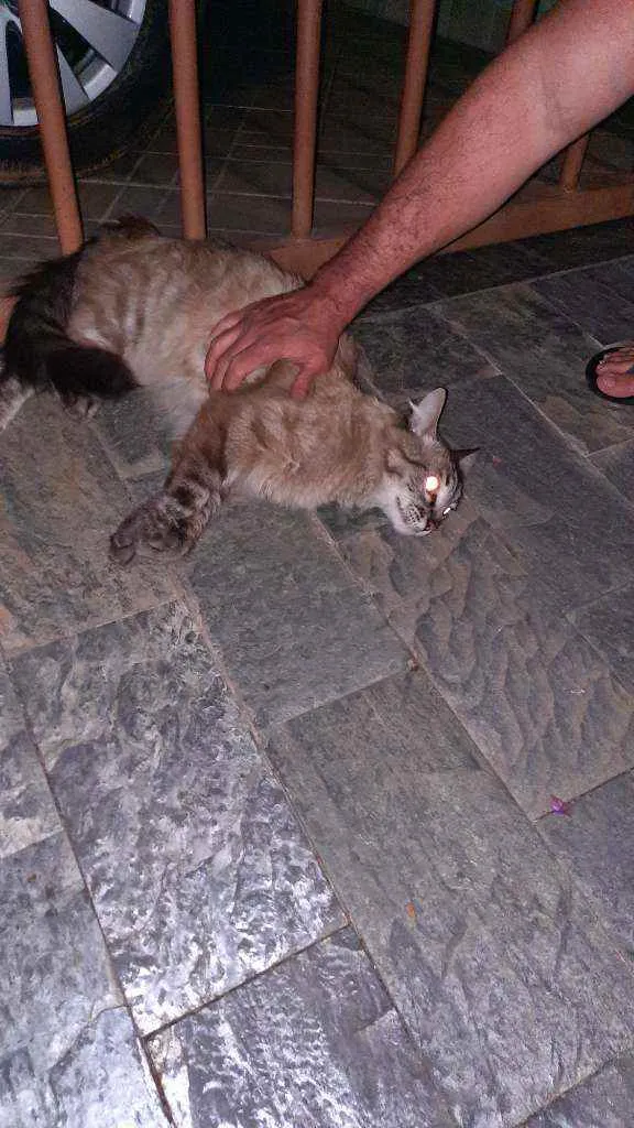 Gato raça Indefinida idade 1 ano nome Não sei
