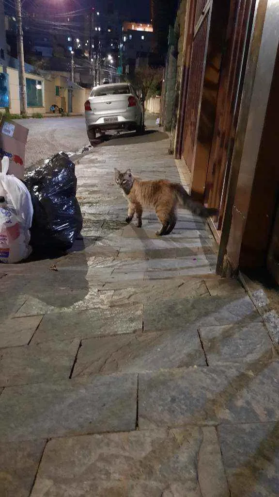 Gato raça Indefinida idade 1 ano nome Não sei