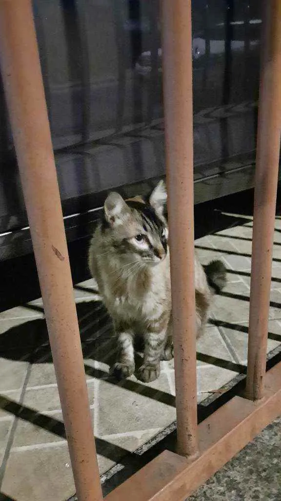 Gato raça Indefinida idade 1 ano nome Não sei