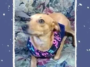 Cachorro raça  idade 1 ano nome Dom Juan