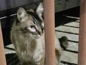 Gato raça Indefinida idade 1 ano nome Não sei