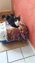 Pipoca