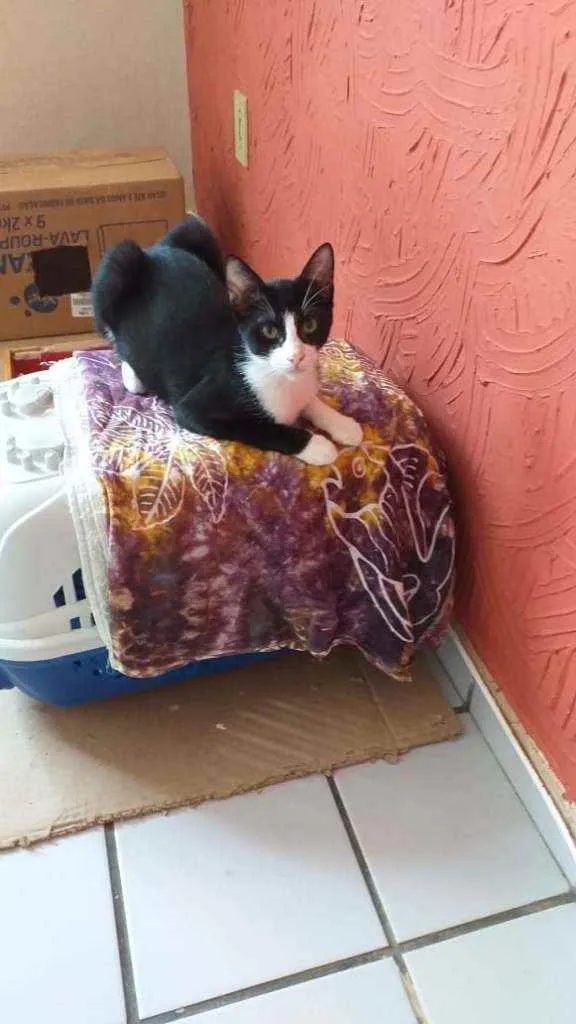 Gato raça Srd idade  nome Pipoca