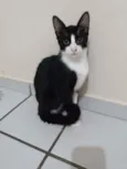 Pipoca