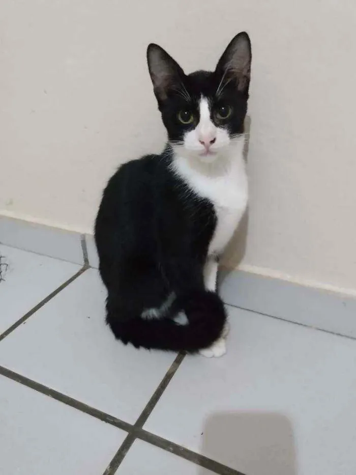 Gato raça Srd idade  nome Pipoca