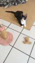 Pipoca