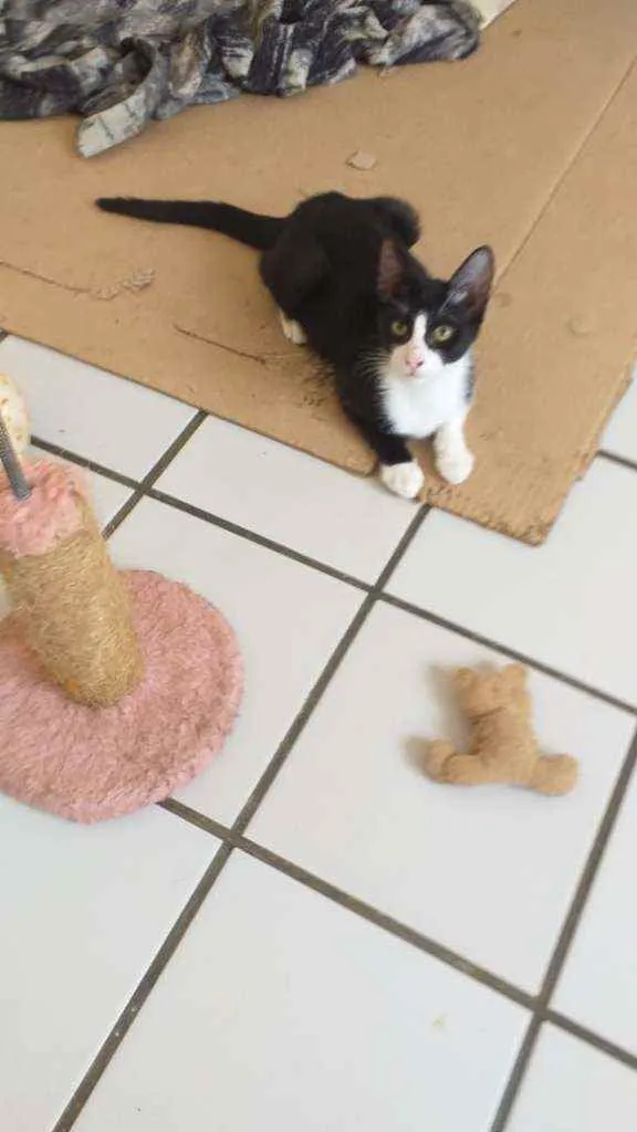 Gato raça Srd idade  nome Pipoca