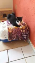 Pipoca