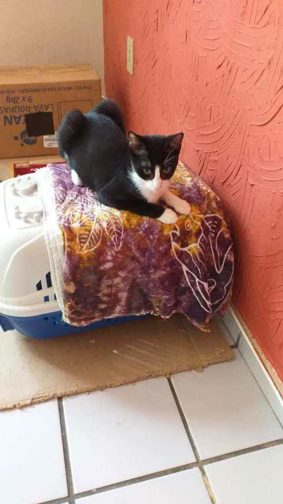 Gato raça Srd idade  nome Pipoca
