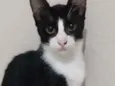 Pipoca