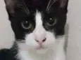 Pipoca