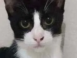 Gato raça Srd idade  nome Pipoca
