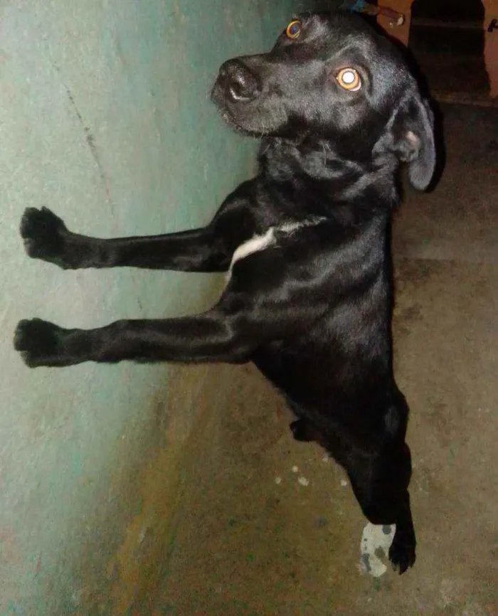 Cachorro ra a Vira lata idade 1 ano nome Bob