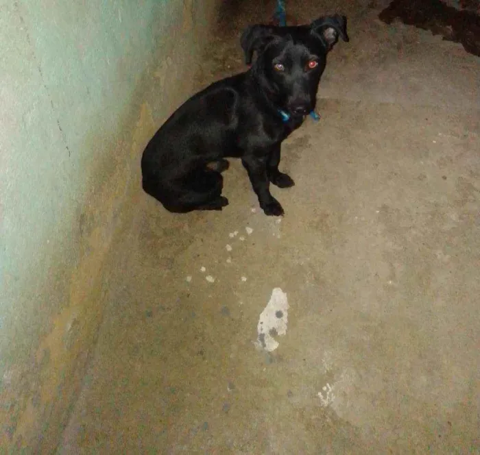 Cachorro ra a Vira lata idade 1 ano nome Bob