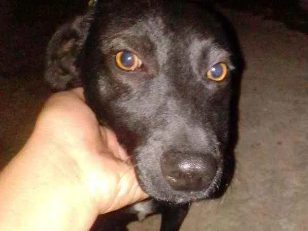 Cachorro ra a Vira lata idade 1 ano nome Bob