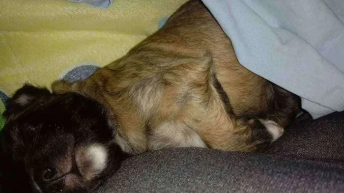 Cachorro raça Misturada idade Abaixo de 2 meses nome Mel