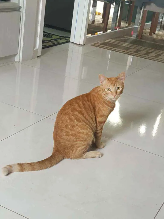 Gato ra a Não tem  idade 7 a 11 meses nome Simba