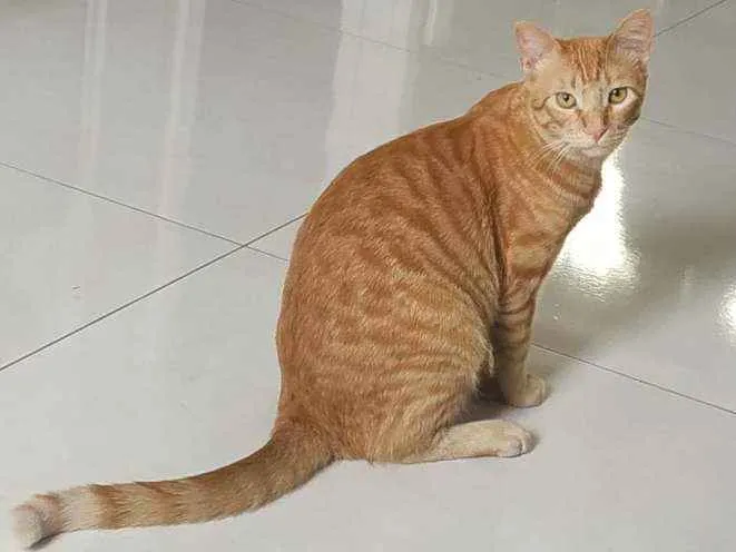 Gato ra a Não tem  idade 7 a 11 meses nome Simba