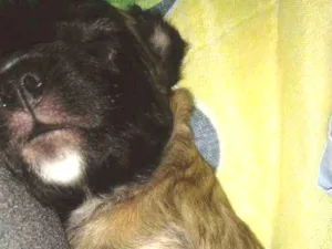 Cachorro raça Misturada idade Abaixo de 2 meses nome Mel