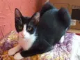 Pipoca