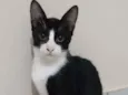 Pipoca