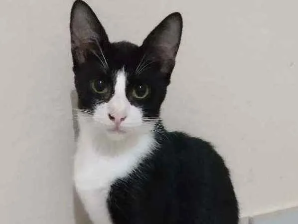Gato raça Srd idade  nome Pipoca
